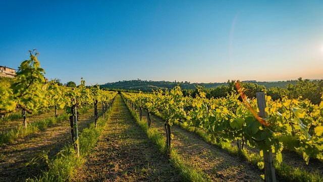 Visit and Tasting into our family winery Giribaldi
