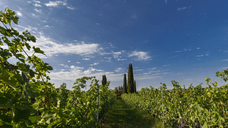Visite et dégustation à Valpolicella dans une cave à vin 