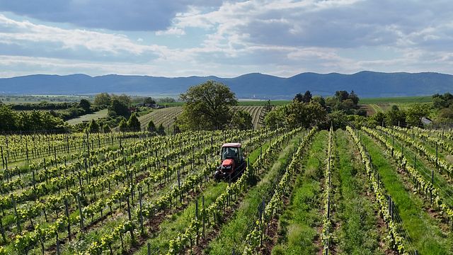 MAGULA: Esperienza picnic in vigna per 2