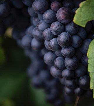 Degustazione di vini premium presso i vigneti di Turkey Flat