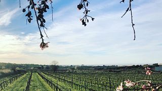 Wine pairing & Iberian Ham at the Bodegas Torre Del Veguer