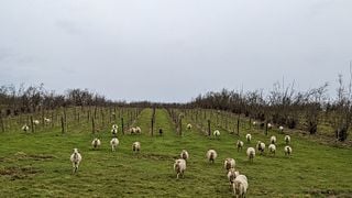 South West France Wine Journey at Domaine de Pajot