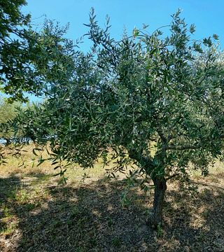 Società Agricola Bulzaga S.S.