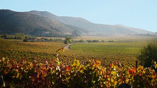 Clos De Luz Winery