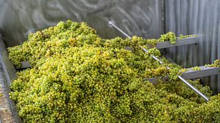 Dégustation de vins et visite chez Erzherzog Johann Weine