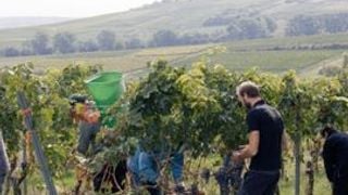 Degustação de vinhos e petiscos locais no Weingut Kruppenbacher