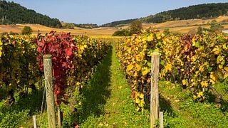 Degustazione di vini e visita al castello di Chamilly