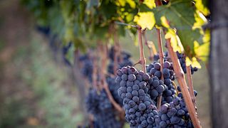 Visite des vignobles à Scopetone