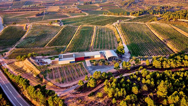 Vineyard Walk and Wine Tasting – Edetària Experience