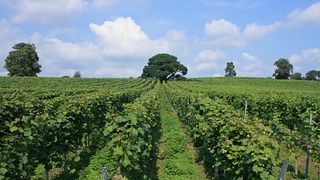 Weinprobe und Führung im Stopham Winery