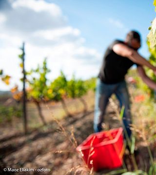 Weinprobe und Tour im Clos Galena