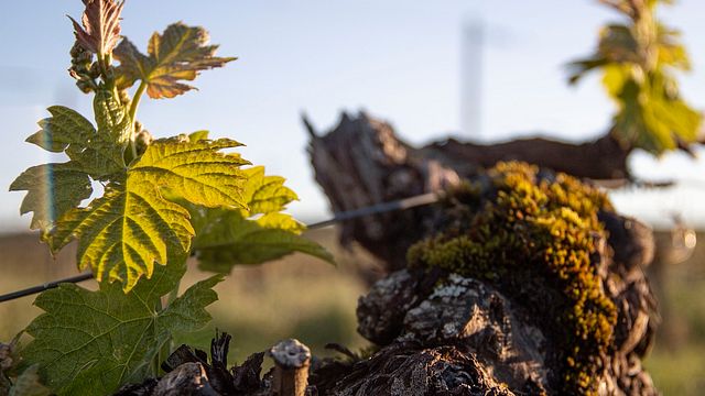 Vingårdstur och vinprovning på Château de Panisseau