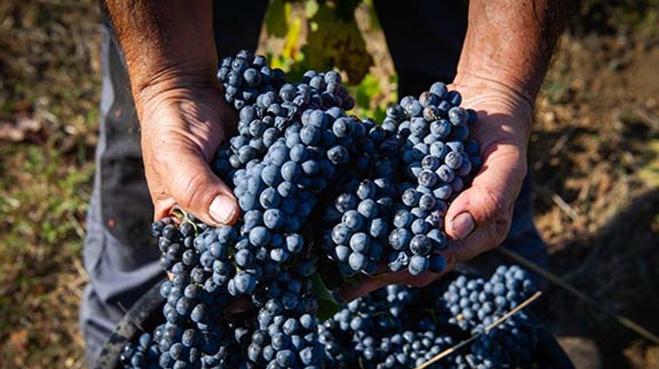 Caricato Factory Winery