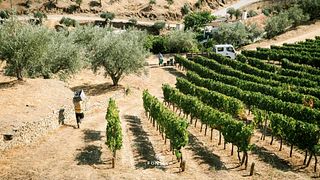 Degustazione di vini e tour a Quinta Do Panascal