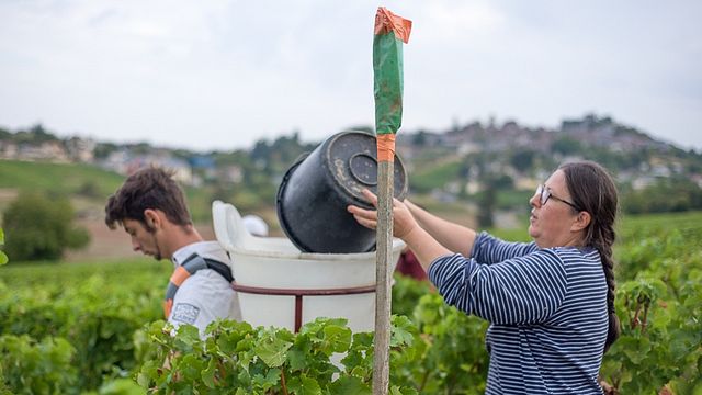 Weinprobe, Picknick und Tour bei Vincent Grall Vigneron