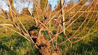 Cata de vinos y visita guiada en Azienda Agricola Montaioncino