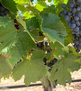 Calivista Winery