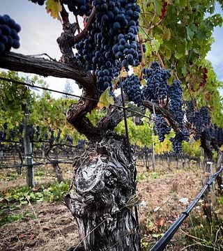 Weinprobe und Tour im Jericho Canyon Vineyard