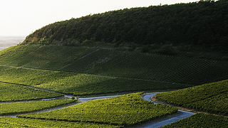 Weingut Meier Schmidt