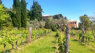 Weinprobe-Erlebnis | Abbazia di Propezzano