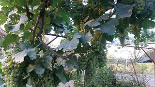 Visita e degustação de vinhos na vinícola familiar de David Leladze