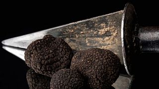 Chasse aux truffes et dîner - Chasse aux truffes et dîner