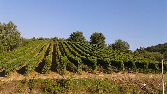 Azienda Agricola Annicchiarico Feudodicastelmozzo