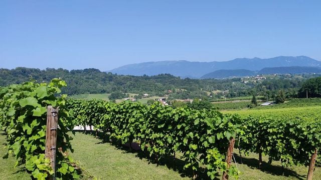 Tour especial e degustação de vinhos em La Svolta