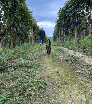 Weinprobe „Nebbiolo-Farben“