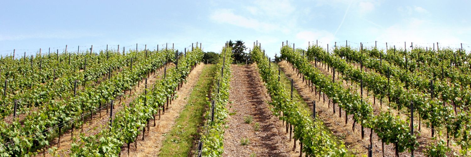 Vineyards_Mosel_Luxembourg