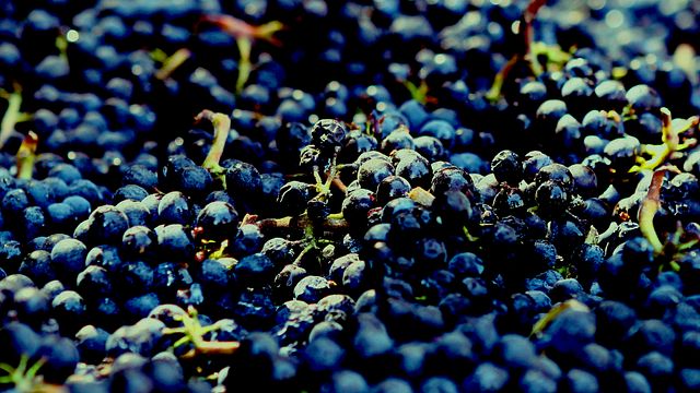 6-stündige Napa-Weinprobentour in einem SUV