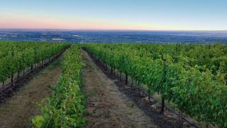 Degustação de vinhos e visita guiada na L'Ecole No 41
