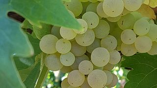 Natürliche Weinprobe | Piccola Cantina Rossi