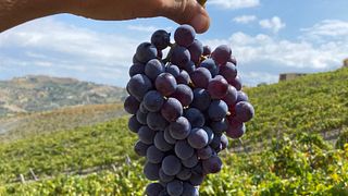 Nasciri Naturweinprobe & Weinbergspaziergang im zeitlosen Gerace