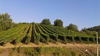Dégustation De Vins Et Visite à L'Azienda Agricola Annicchiarico Feudodicastelmozzo