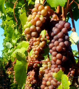 Degustação de vinhos e tour no Chateau Bianca