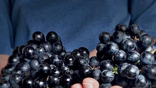 Tessere Cantina ed Agriturismo Gazza Ladra