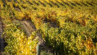 Bodegas Bagordi