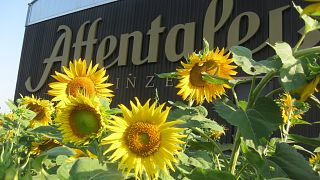Baden's Finest: Affentaler Wine & Flavor Journey