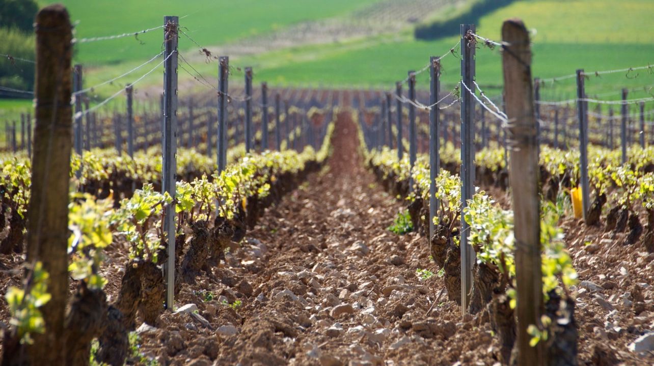 Degustação de vinhos e tour no Domaine Charton