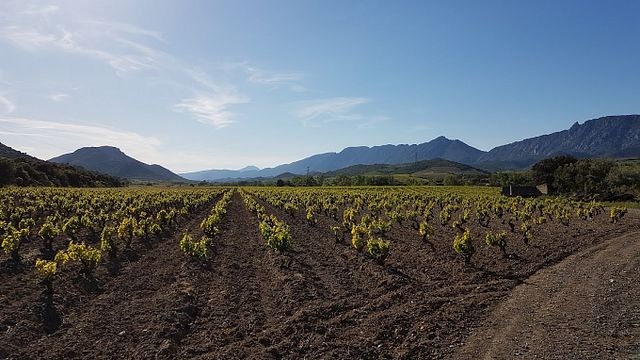 Dégustation et visite de vins au Domaine Mas De Lavail