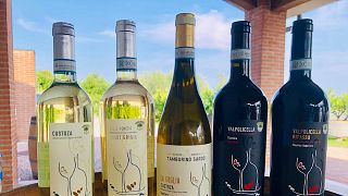 Cata de vinos y visita guiada a Cantina Tamburino Sardo Di Fasoli Adriano & Figli