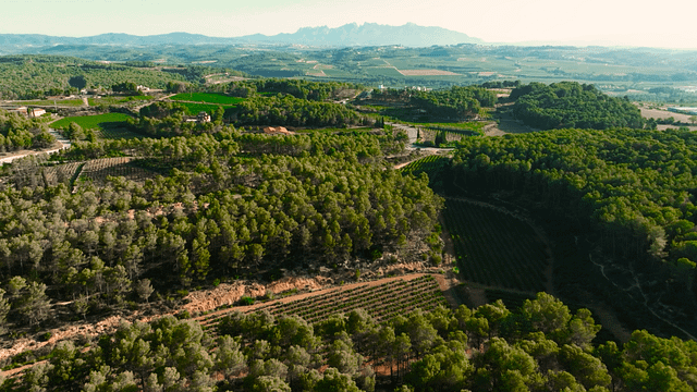 Tour e degustação de vinhos no Cava Mestres
