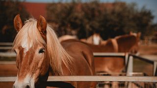 Animaux de la ferme et jardin aromatique | Visite et dégustation de vins à Augustali 