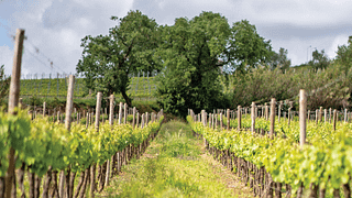 Programa de Trilhas e Vinhos