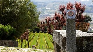 Cata y visita de vinos en Quinta de Covela