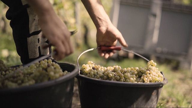 Vinprovning och rundtur på Margarethenhof - Weingut Weber