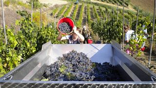 Podere Volpaio: Organic Wines in Tuscany