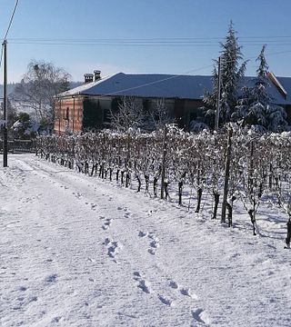 Vini Olivetta