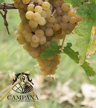 Cantine Campana: A Legacy of Italian Winemaking